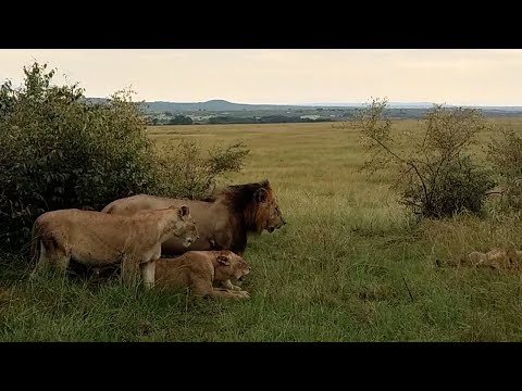 Disrespect won't be tolerated by the King