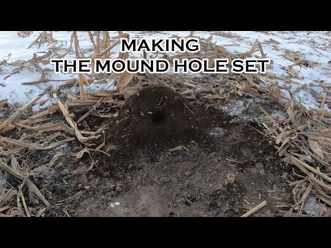 WINTER COYOTE TRAPPING: MAKING THE MOUND HOLE SET