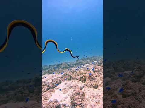 Ленточная мурена — одна из самых удивительных рыб океана