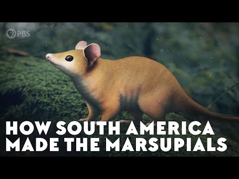 How South America Made the Marsupials