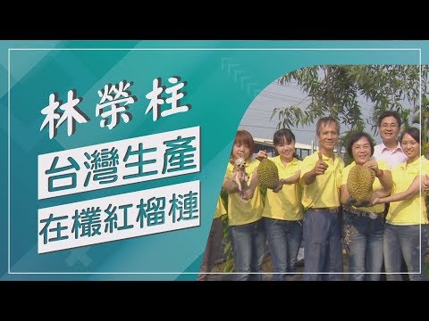 你喜歡吃榴槤嗎！？台灣生產的在欉紅榴槤，突破地理限制，獨家技術馴化，透過人工授粉，種出風味獨特台灣榴槤！【草地狀元經典重現】