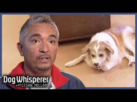 Cesar Confronts Most Severe Case Of Aggression | Dog Whisperer With Cesar Millan