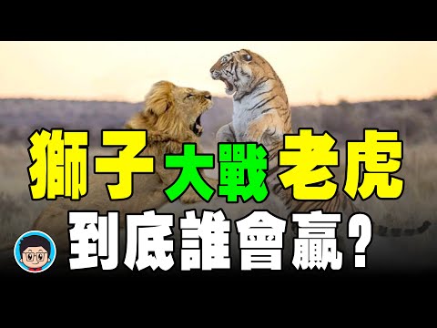 超出你想象的地表最强生物,竟然是它!【戰鬥力排名】野生动物 科普 动物世界 野生動物 纪录片 大象 鳄鱼 非洲 西伯利亚虎 獅子 生态环境 冷知识 動物世界 科学 万物有光 科莫多巨蜥 世界之最 解説