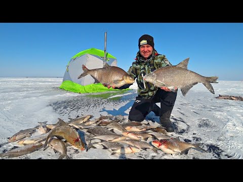 ЭТО ПРОСТО ЖЕСТЬ, АЖ РУКИ ДРОЖАТ. ЛЕЩИ ЛОПАТЫ РВУТ СНАСТИ и с трудом лезут в лунку. Рыбалка на леща