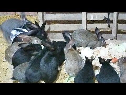 عملت مزرعة ارانب على الارض بأقل تكاليف وهقولك الصغار بتموت منك وهقولك العلاج❗