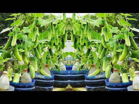 Grow Cucumbers FAST in Plastic Bottles for a BOUNTIFUL Harvest