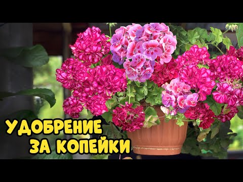 Всего одно удобрение накормит всю рассаду за копейки