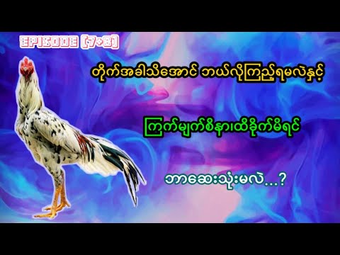 ကြက်တစ်ကောင်ရက်ပတ်ပြည့်နေလျှင် အခါကျမကျစစ်ဆေးဖို့လိုလားနှင့်မေးခွန်းနှစ်ခုဖြေပေးထားပါတယ်