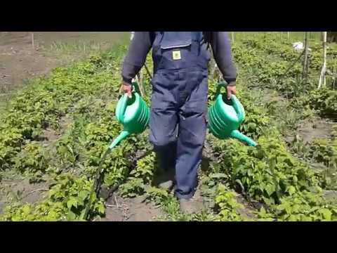 Куриный навоз подкормка для малины