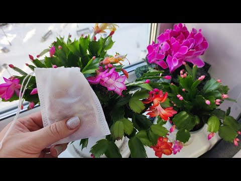 Оживите ДЕКАБРИСТ чтобы он пышно и красиво зацвел даже чахлый куст вмиг зацветет