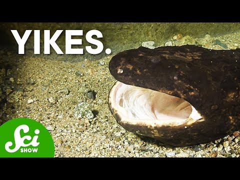 Why Do Animals Eat Their Own Babies?