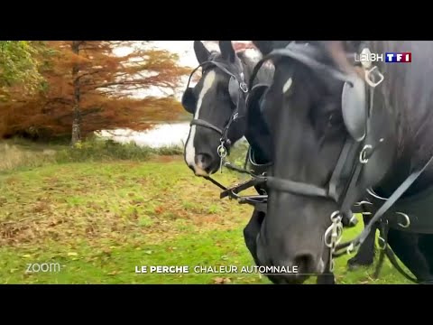 Zoom - Direction le perche, avec ses célèbres chevaux, et ses nombreuses spécialités