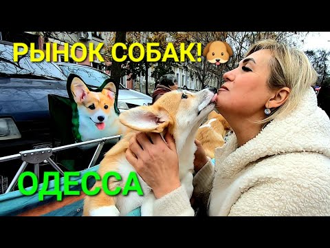 Одесса Собачий базар. Продажа животных. Староконный рынок. Щенки. Позитив. Собака улыбака. #зоотроп