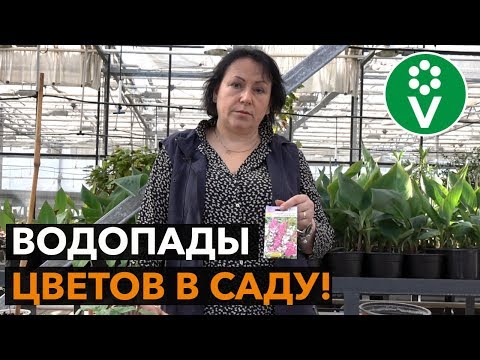 Лучшие быстрорастущие однолетние лианы для вашего сада!