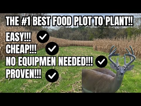 THE #1 FOOD PLOT ALL DEER HUNTERS MUST HAVE ON THE FARM!! EASY, CHEAP, PROVEN!!