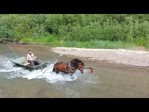 🐴😯💯 ДУЖЕ РОЗУМНИЙ🎓 І ГАРНИЙ ЖЕРЕБЕЦЬ НА ПРОДАЖУ☎️💸💸💸У РУСЛАНА В РУДНИКАХ!!!