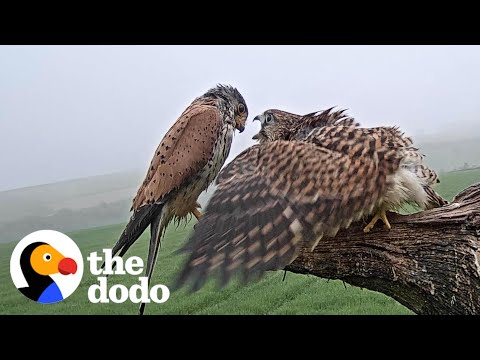 Single Kestrel Parent Raises Six Chicks | The Dodo