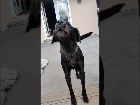 Our ex foster Kava and her howl. She  now lives her best life &amp; has a family that loves her so much.