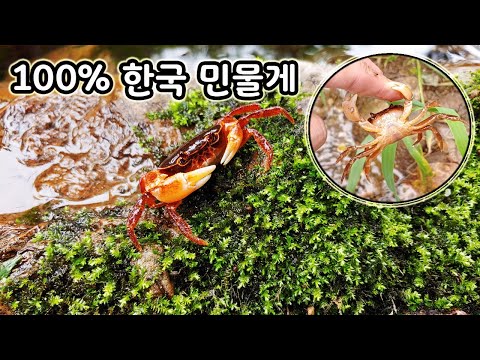 Have you ever seen anything like this? The beautiful and amazing freshwater crabs that live in Ko...