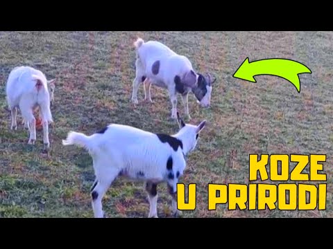 SA KOZAMA KROZ ŠUME I LIVADE! 🌳🐐