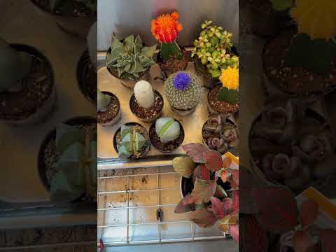 ￼ #plants #ihavethisthingwithplants #indoorplant #houseplants #indoorgreenhouse #cactus #succculent