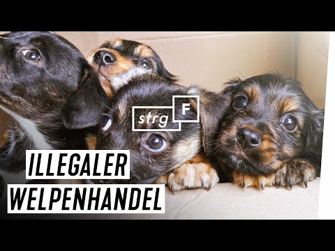 Krimineller Welpenhandel: Wie läuft das Geschäft? | STRG_F