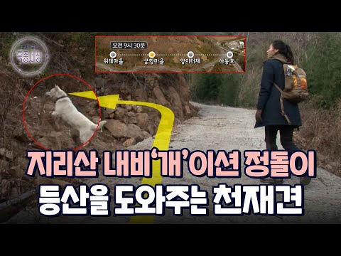 강아지 맞아? 어르신들에게 예쁨 받는 지리산 등산 가이드 정돌이의 기가막힌 일상!｜다시보는 특종세상 203회
