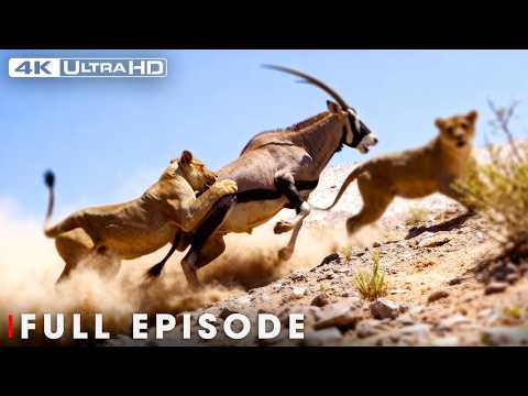 Savage Kingdom: Deadly Game, Blood Feuds, & Epic Battles | #natureanimaldocumentary