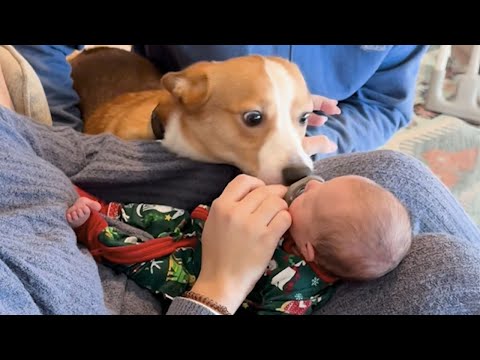 Curious Dogs Reactions to Meeting a Baby for the First Time ❤️❤️