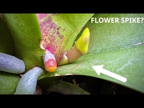 What Happens When Orchids Receive the Right Signals? (Flower Spike Begins)