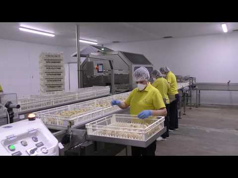 HatchCare Automation - Annyalla Chicks (UK)