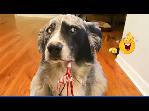 FUNNIEST DOGS On The Internet 😂🐶 I DARE You NOT to LAUGH #29
