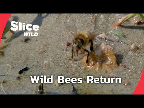Return of the Wild Honey Bee – Nature’s Forgotten Ally | SLICE WILD | FULL DOC