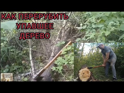 Рубка бревна, как перерубить упавшее дерево 🌲 топором 🪓, теория и практика.