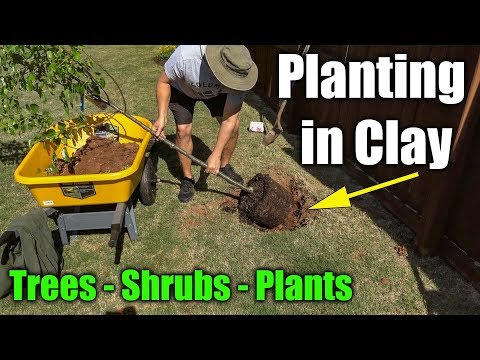 Planting in Clay Soil - Trees Shrubs and Plants