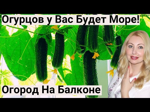 ЖАЛЕЮ, что Раньше ТАК НЕ выращивала ОГУРЦЫ! Теперь Сажаю ТОЛЬКО ТАК, и Всегда Отличный Урожай!