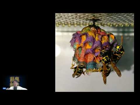 科學新知 2025-08-06 Part3: 美國廢棄核設施附近出現輻射超標十倍的黃蜂巢，成因未知。 | 主持： 陳志宏 博士 & 台長 梁錦祥