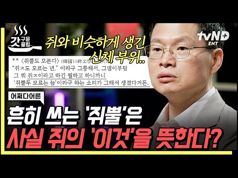 [#갓구운클립] ’쥐뿔’의 충격적인 의미💥 일상적으로 쓰는 단어도 사실 속된 뜻을 가지고 있다! | #어쩌다어른