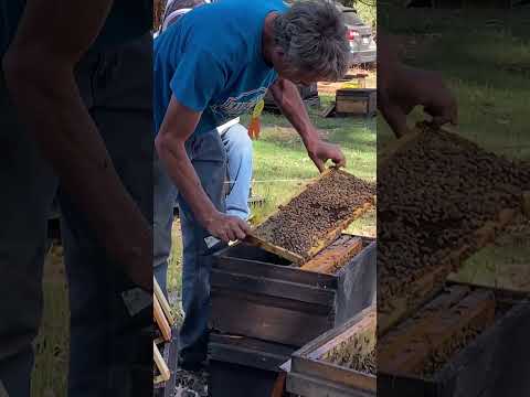 Splitting a Hive to Make Two Additional Nucs