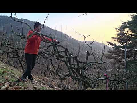 #가지치기 #감나무 전지