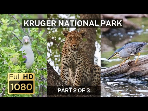The Wild Wonders of Kruger National Park - Part 2 of 3
