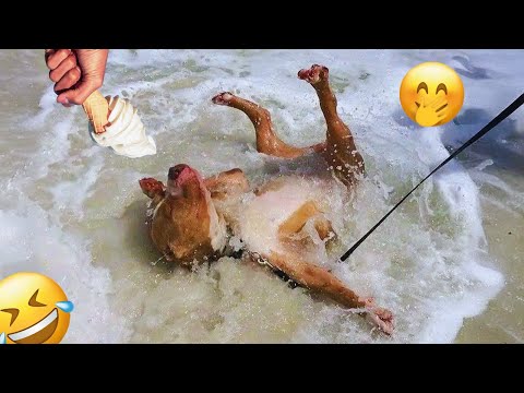 I dare you not to LAUGH at these FUNNY DOGS 😁🦮 - Best Funny Animals Videos 2025 #16