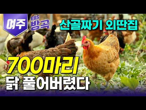 [경기 여주] "다섯 마리만 몰래 숨겨서 들어왔는데.." 사람 초월하는 닭 모성애에 반해 12년째 키우다 보니, 700마리 닭들의 주인 되어버렸다｜남한강｜#한국기행 #방방곡곡