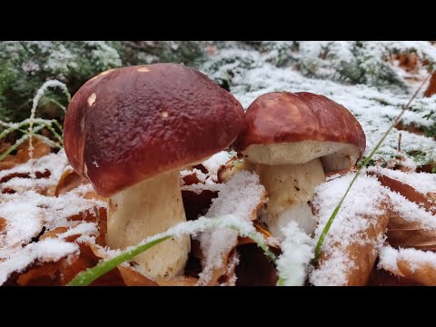 Picking porcini mushrooms during snowfall Carpathians Nice result
