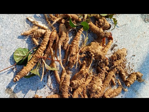 이걸 캐면 약 됩니다 !!