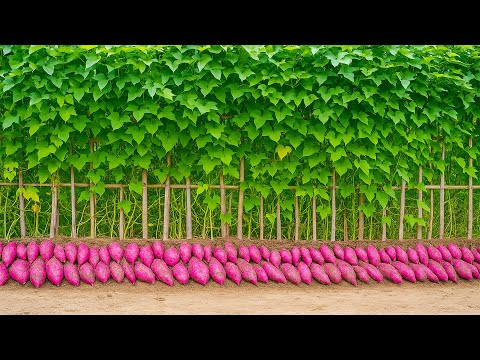 You’ll Never Regret Seeing This Wonderful Way to Grow Sweet Potatoes!