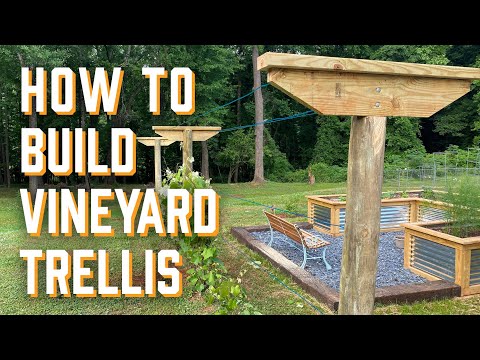 DIY Grape Trellis