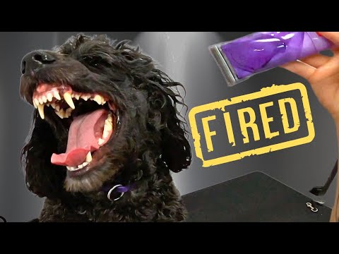 "The Groomer Fired My Dog"...I Can't Imagine Why?