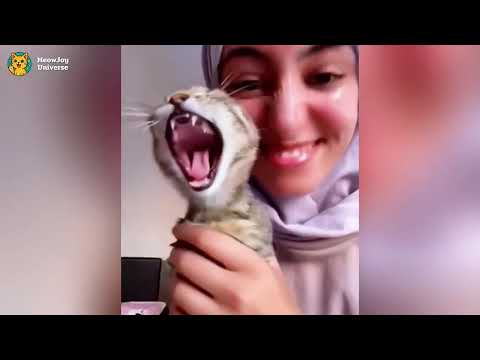 When Your Cat Should Win an Oscar for Best Comedian 🏆😂 Funny Cat Videos 2026