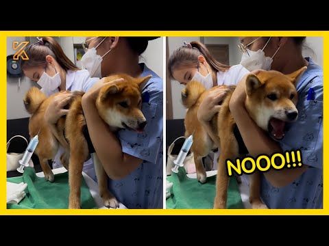 🐕💉Animal's Dramatic Reaction at the Vet 😂 Funniest Animal Moments